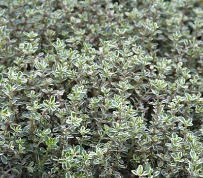 Thymus silver queen -variegato vaso 14cm