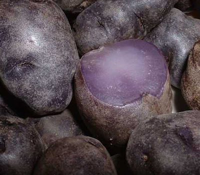 Patate Fleur Bleue 1,5kg