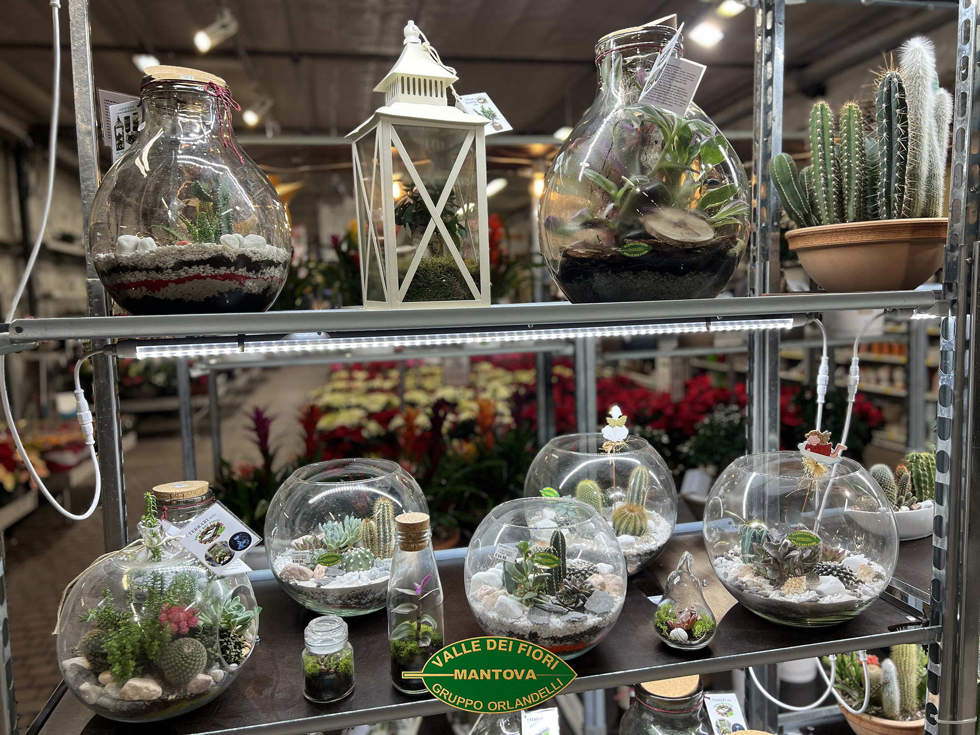 Terrarium piante in vetro vendita online