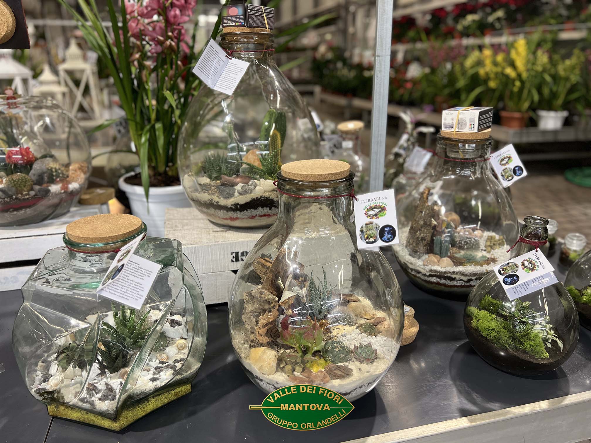 terrarium composizione di piante grasse