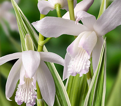 Bletilla Striata Alba Variegata