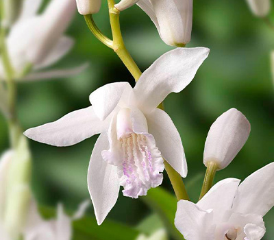 Bletilla Striata Alba