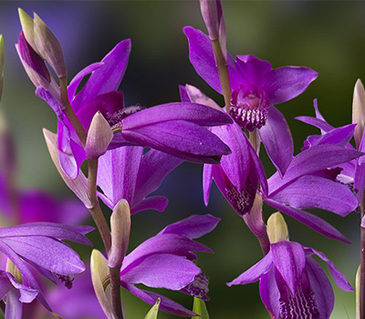 Bletilla Striata Gabby