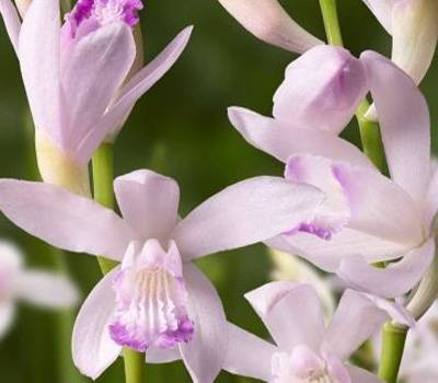 Bletilla Striata Kuchibeni