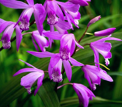 Bletilla Striata Marcel Klopdrop