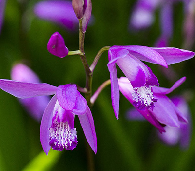 Bletilla Striata Shi-Ran