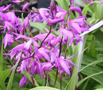 Bletilla Striata Variegata