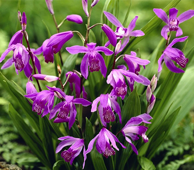 Bletilla Striata