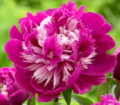 Peonia Celebrety