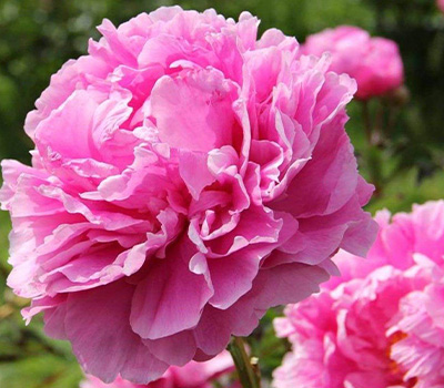 Peonia Dr Alexander Faeming