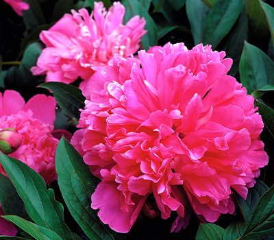 Peonia Edulis Superba