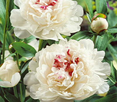 Peonia Festiva Maxima
