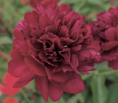 Peonia Francoise Ortegat