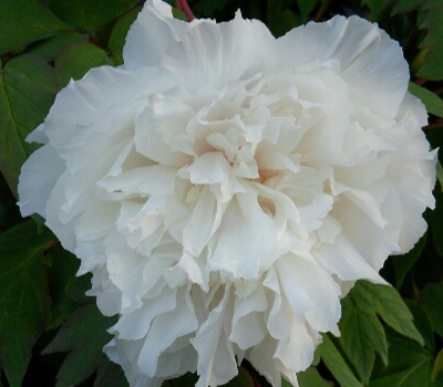 Peonia Fusoutsukasa