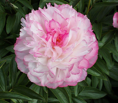 Peonia Joker