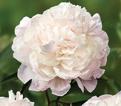Peonia Jubileen