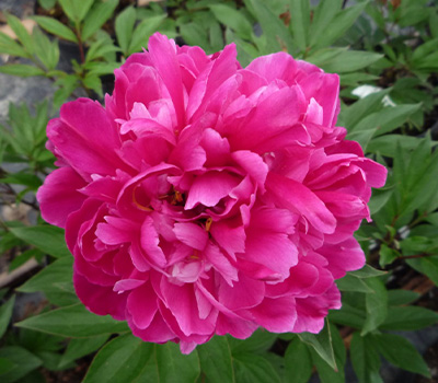 Peonia Karl Rosenfield