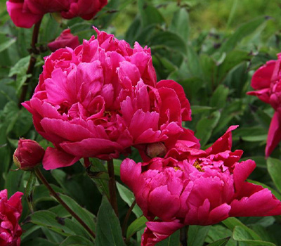 Peonia Lact Inspecteur Lavergne