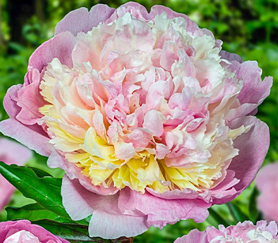 Peonia Madame Calot