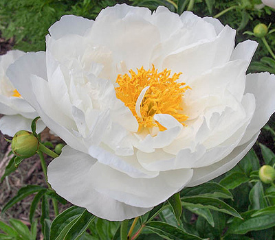 Peonia Miss America