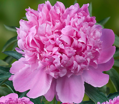 Peonia Monsieur Julies Elie