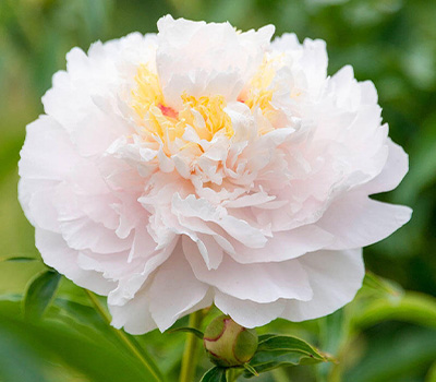 Peonia My Love
