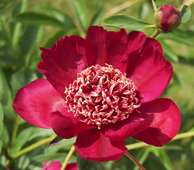 Peonia Nipon Beauty