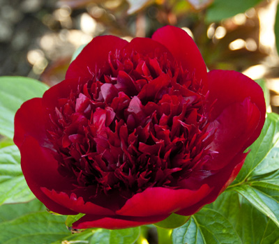 Peonia Red Charm