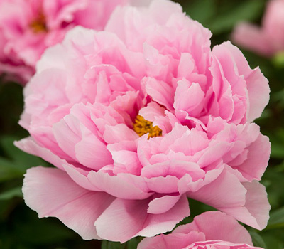 Peonia Shimane seidai