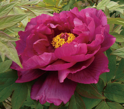Peonia Suffruticosa rossa