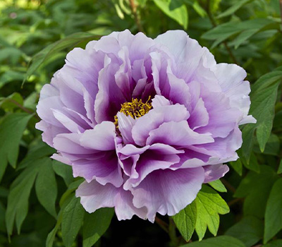 Peonia Suffruticosa viola