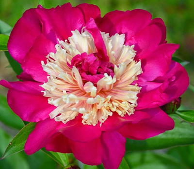 Peonia Top Hat