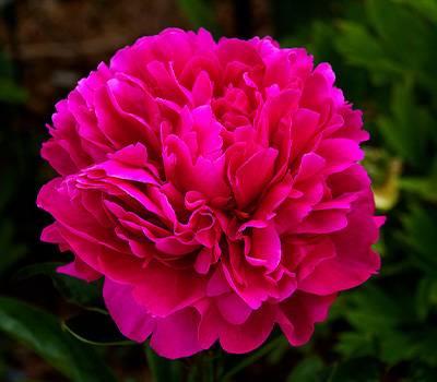 Peonia Victoire De Lamarne