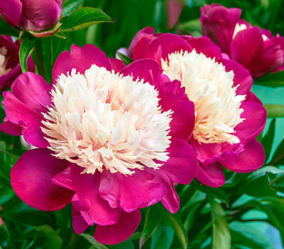 Peonia White Cap
