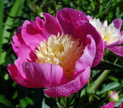 Peonia Wladyslava