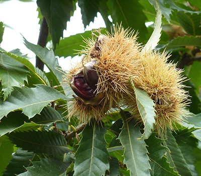 Castagno (Marroni)