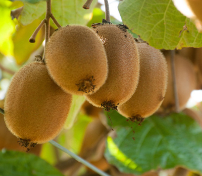 Kiwi Gialli