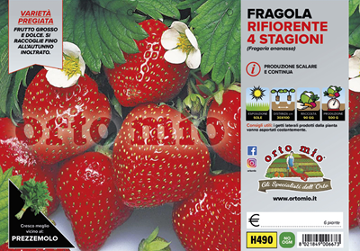 Fragola di Bosco Regina delle Valli