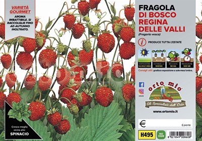 Fragola Rifiorente 4 stagioni