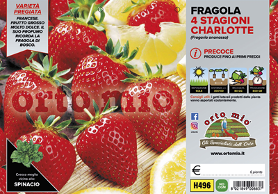 Fragola Rifiorente Charlotte