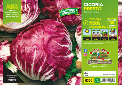 Piantine di Cicorie e Radicchio rossa di chioggia precoce Presto-Indigo F1