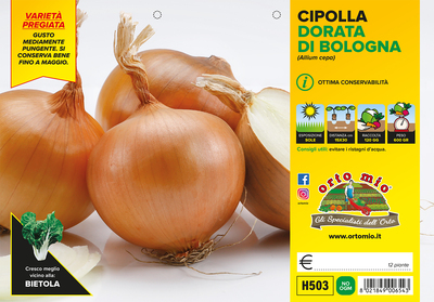 Piantine di Cipolla dorata di Bologna Boreas-Elenka