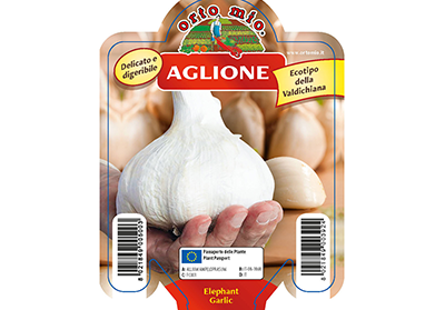 Piantine di Aglio Aglione della Valdichiana Elephant Garlic