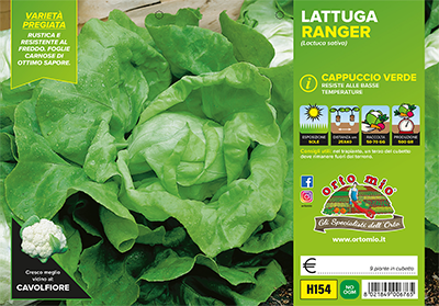 Piantine di Lattuga cappuccio verde Ranger