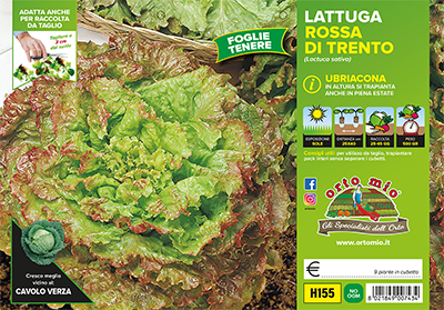 Piantine di Lattuga rossa di Trento Ubriacona