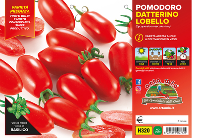 Piantine di Pomodoro datterino Lobello