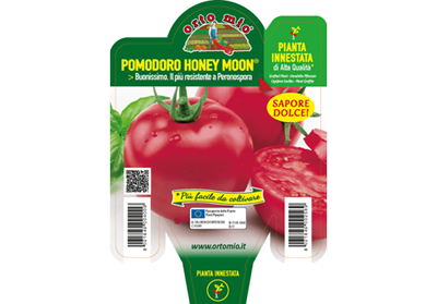 Piantine di Pomodoro tondo Honey Moon